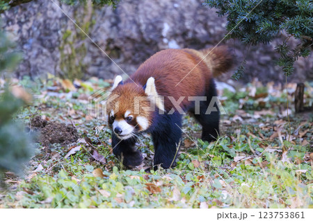 レッサーパンダ 多摩動物公園 123753861