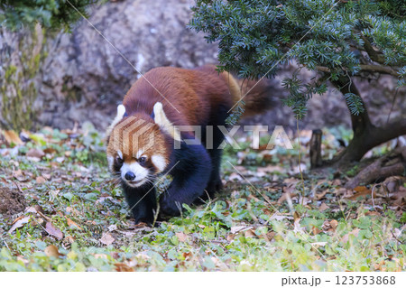 レッサーパンダ 多摩動物公園 123753868