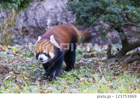 レッサーパンダ 多摩動物公園 123753869