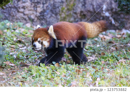 レッサーパンダ 多摩動物公園 レッサーパンダ 多摩動物公園 123753882
