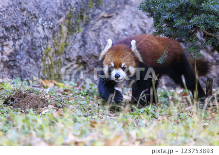 レッサーパンダ 多摩動物公園 123753893