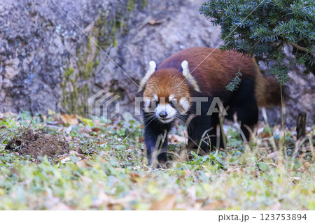 レッサーパンダ 多摩動物公園 123753894