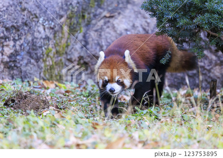 レッサーパンダ 多摩動物公園 レッサーパンダ 多摩動物公園 123753895