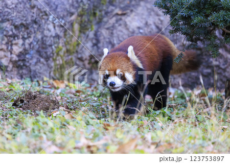 レッサーパンダ 多摩動物公園 123753897