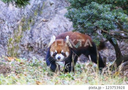 レッサーパンダ 多摩動物公園 123753928