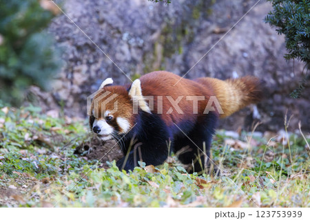 レッサーパンダ 多摩動物公園 レッサーパンダ 多摩動物公園 123753939