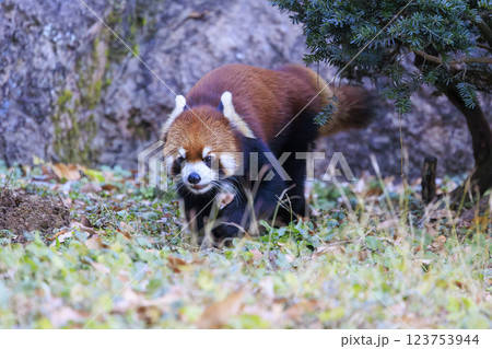 レッサーパンダ 多摩動物公園 123753944