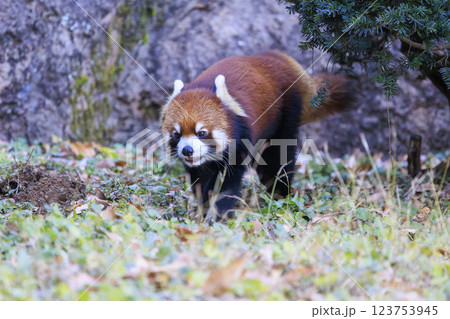 レッサーパンダ 多摩動物公園 123753945