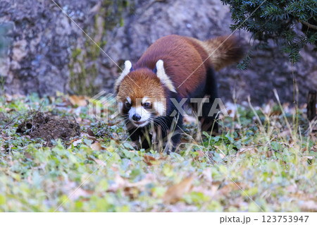 レッサーパンダ 多摩動物公園 123753947