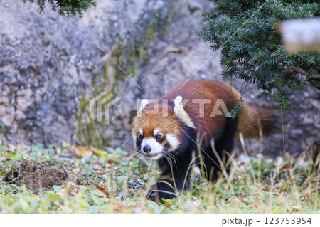 レッサーパンダ 多摩動物公園 レッサーパンダ 多摩動物公園 123753954