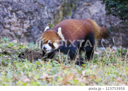 レッサーパンダ 多摩動物公園 123753958