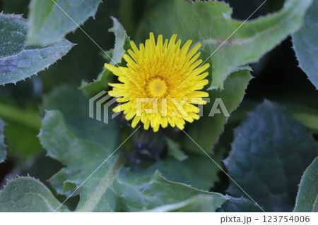 早春の野原に咲くノゲシの黄色い花 123754006