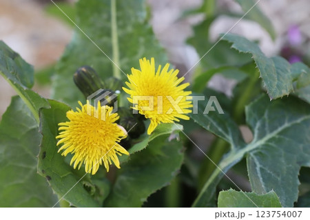 早春の野原に咲くノゲシの黄色い花 123754007