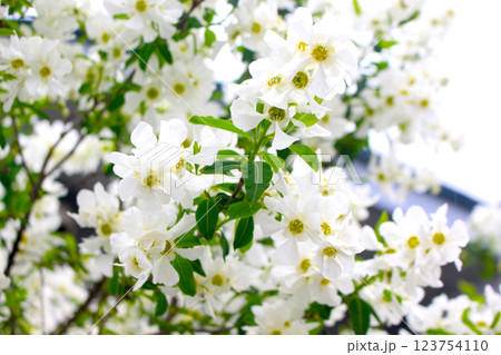 利休梅 利休梅 123754110