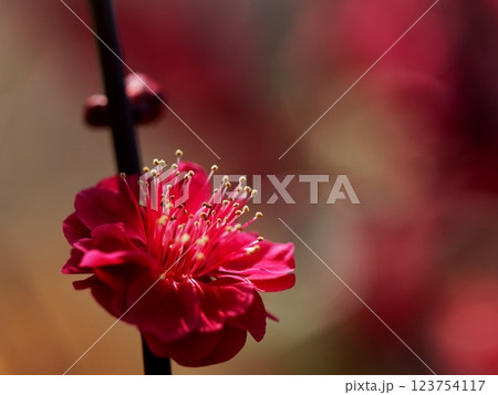 赤い花 123754117