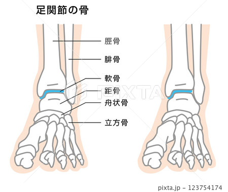 足関節の骨　説明イラスト 123754174