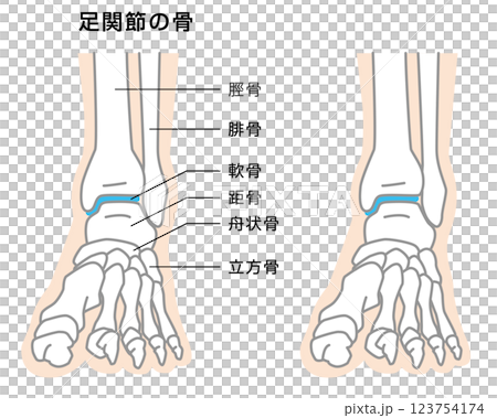 足関節の骨　説明イラスト 123754174