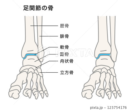 足関節の骨　説明イラスト 123754176