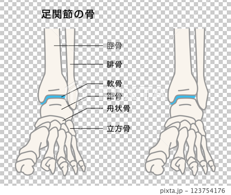 足関節の骨　説明イラスト 123754176