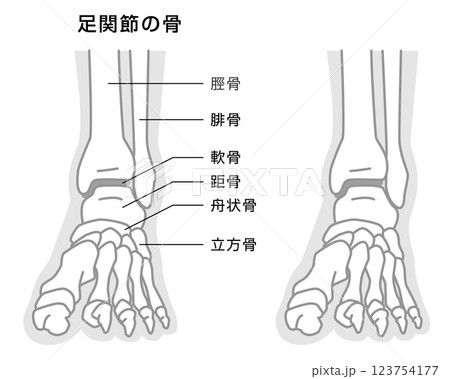 足関節の骨　説明イラスト　モノトーン 123754177