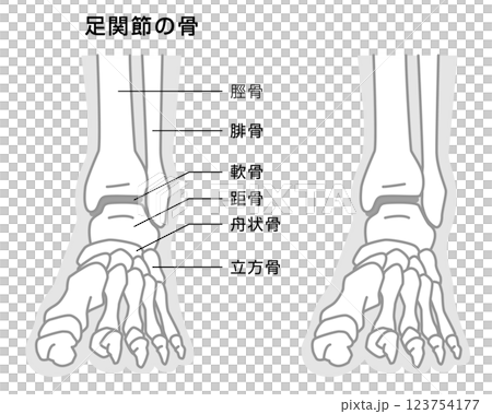 足関節の骨　説明イラスト　モノトーン 123754177