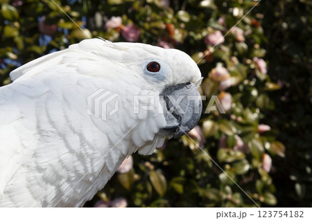 オウム　タイハクオウム　cockatoo　鳥　ツバキ 123754182
