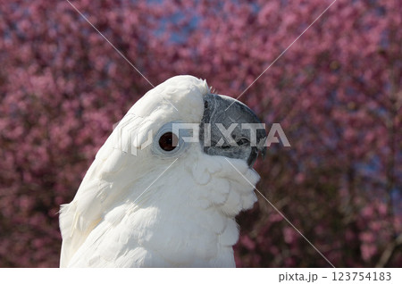 オウム　タイハクオウム　cockatoo　鳥　桜　河津桜 123754183