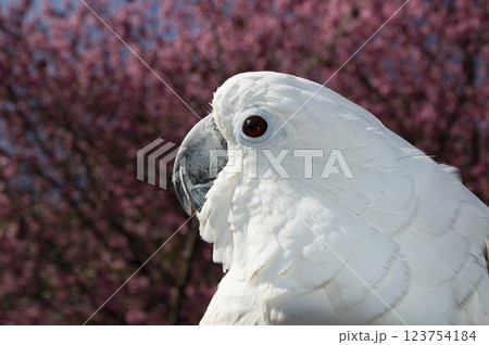 オウム タイハクオウム cockatoo 鳥 桜 河津桜 オウム タイハクオウム cockatoo 鳥 桜 河津桜 123754184
