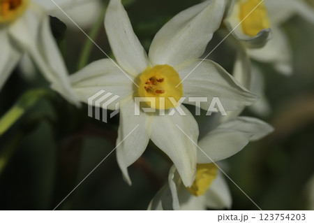 早春の庭に咲く白い花びらに黄色の副花冠のあるフサザキスイセンの花 123754203