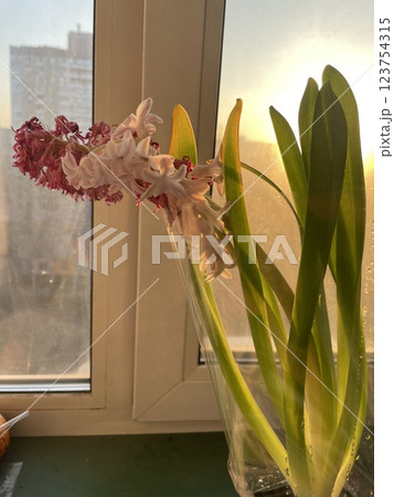 Beautiful hyacinth flowers blooming at sunrise Beautiful hyacinth flowers blooming at sunrise 123754315