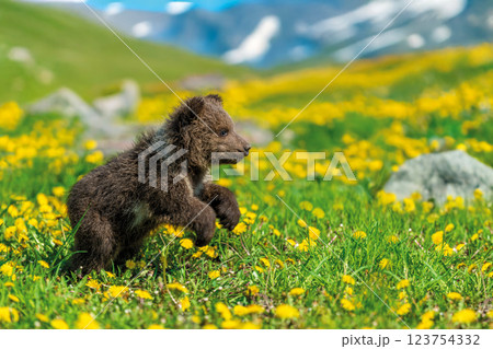 Bear cub on the summer meadow. Ursus arctos in grass with yellow flowers on mountain and lake background 123754332