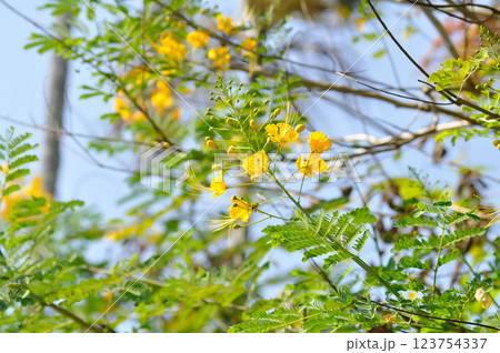 Caesalpinia pulcherrima ,  Barbados pride or Dwarf Poinciana or Peacock flower or FABACEAE or LEGUMINOSAE CAESALPINIOIDEAE or yellow flower 123754337