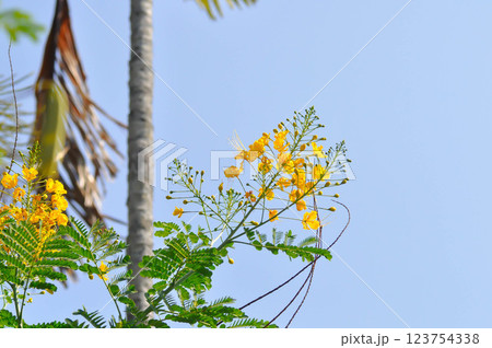 Caesalpinia pulcherrima ,  Barbados pride or Dwarf Poinciana or Peacock flower or FABACEAE or LEGUMINOSAE CAESALPINIOIDEAE or yellow flower 123754338