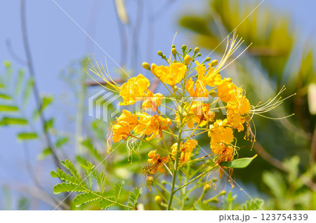 Caesalpinia pulcherrima ,  Barbados pride or Dwarf Poinciana or Peacock flower or FABACEAE or LEGUMINOSAE CAESALPINIOIDEAE or yellow flower 123754339