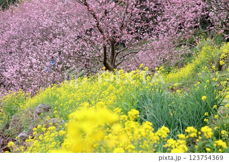 桑田山 春の訪れ (高知県 須崎市 雪割り桜) 桑田山 春の訪れ (高知県 須崎市 雪割り桜) 123754369