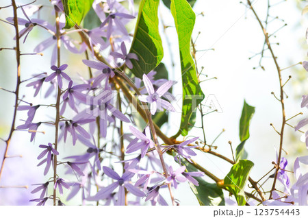 Sandpaper vine, Purple wreath or Queens wreath or purple flower Sandpaper vine, Purple wreath or Queens wreath or purple flower 123754443