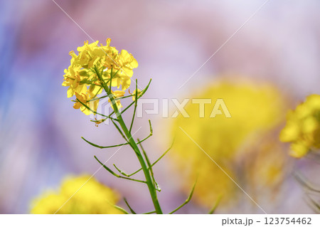 春風に揺れる菜の花と桜：足柄の色彩豊かな風景 123754462
