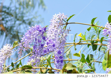 Sandpaper vine, Purple wreath or Queens wreath or purple flower 123754477