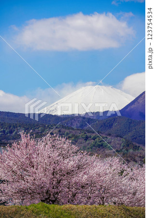春めき桜と富士山の絶景：青空に映える日本の春 123754534