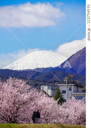 春めき桜と富士山の絶景：青空に映える日本の春 123754535