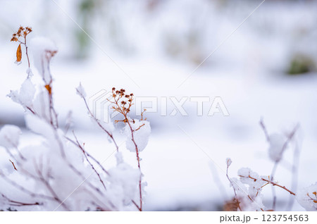 春の雪と枯れ木 春の雪と枯れ木 123754563
