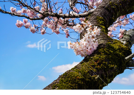 満開の春めき桜が彩る足柄の幸せ道:春爛漫の風景 満開の春めき桜が彩る足柄の幸せ道:春爛漫の風景 123754640