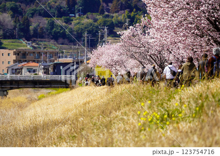 満開の春めき桜と観光客でにぎわう幸せ道：足柄の春景色 123754716