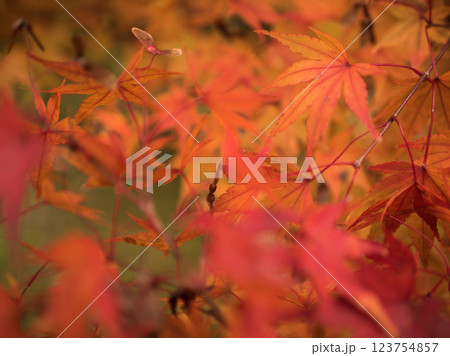 11月に色付いたカエデの葉 123754857