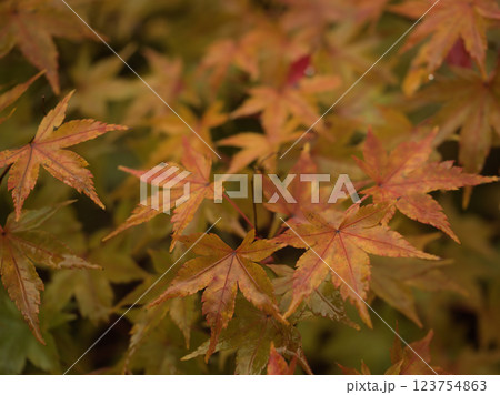 11月に色付いたカエデの葉 123754863