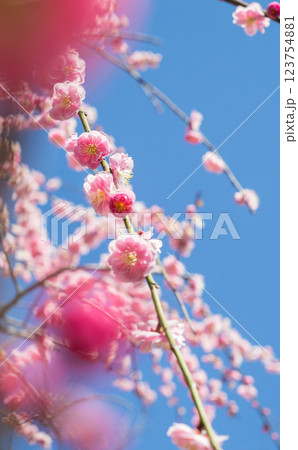 豊川市 赤塚山公園 梅まつり コピースペース 3 123754881