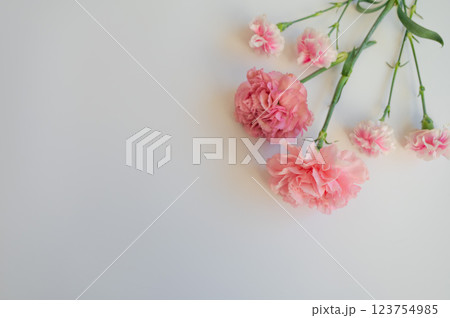 白背景のカーネーション 123754985