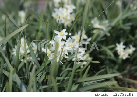早春の庭に咲く白いフサザキスイセンの花 123755192