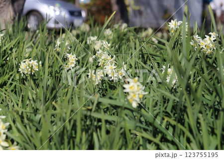 早春の庭に咲く白いフサザキスイセンの花 123755195