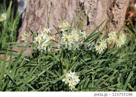 早春の庭に咲く白いフサザキスイセンの花 123755196